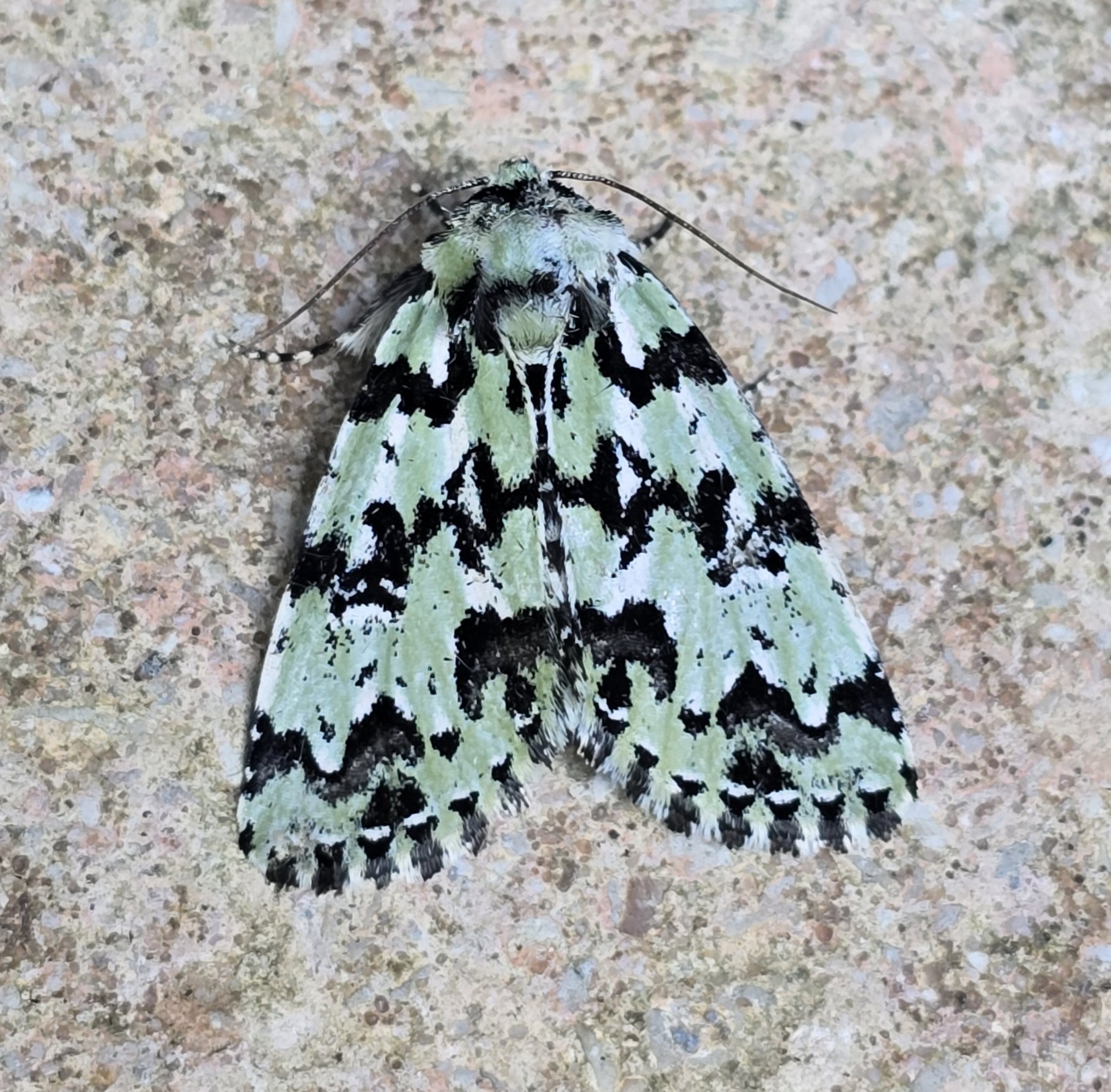 The **Scarce Merveille du Jour (Moma alpium)**. A striking moth with shimmering green and black marbled wings, resembling lichen-covered bark. Found in mature woodlands, it flies from June to August. Its larvae feed mainly on oak. 

A true woodland jewel and also the first I've ever seen!
